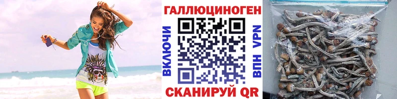 блэк спрут ТОР  что такое   Альметьевск  Псилоцибиновые грибы GOLDEN TEACHER 